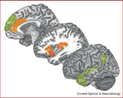 reti neurali di empatia e perspective brain